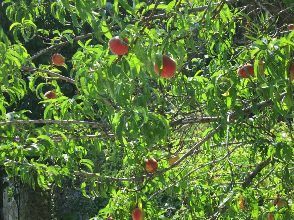 Koukourava Garden Βίλα Μακρινίτσα Εξωτερικό φωτογραφία